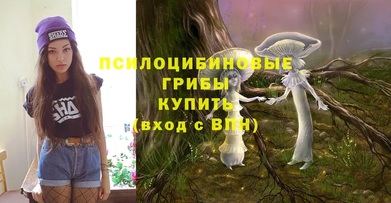 где найти   Алагир  Галлюциногенные грибы Magic Shrooms 